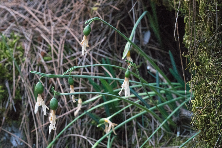 G. peshmenii already finished flowering and setting seed. Kemer, 650m, 25/11/15.