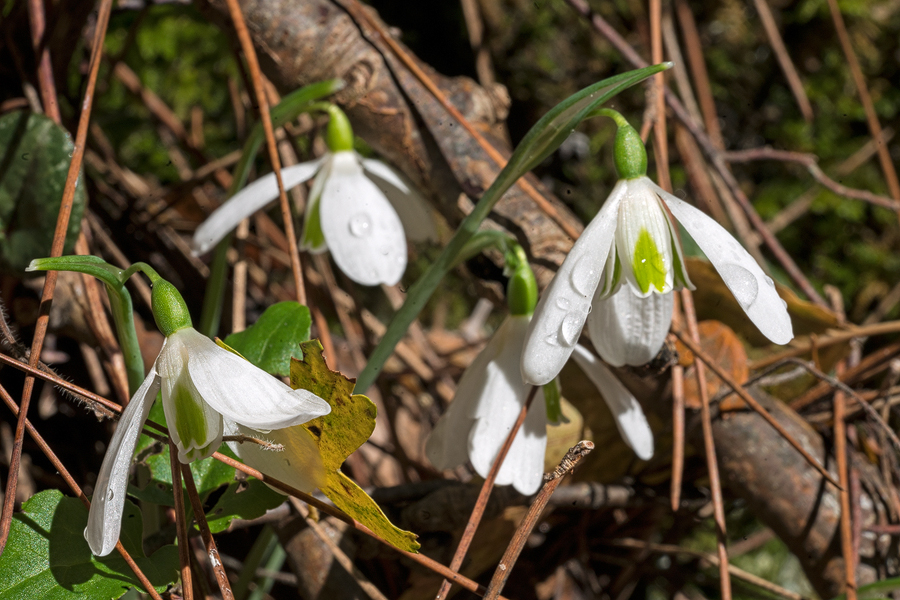 Variation in flower shape and inner segment markings in G. peshmenii. Kemer, 23/11/15.