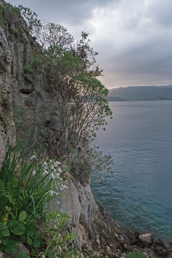 Galanthus peshmenii, growing in pockets of soil on north-facing limestone cliffs. Kekova, 26/11/15.