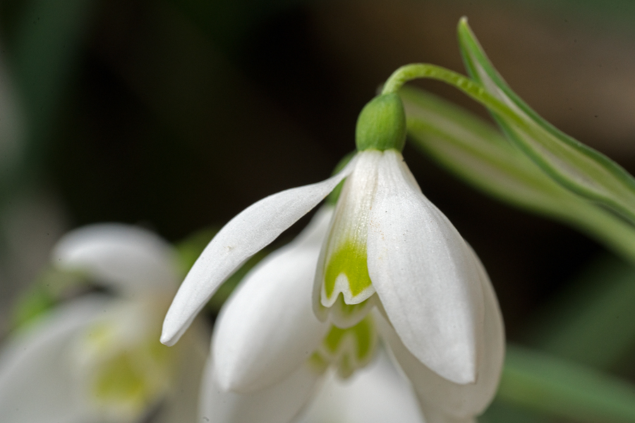 Variation in flower shape and inner segment mark in G. peshmenii. Kastellorizo, 10/12/15.