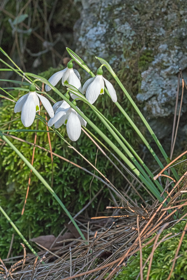 Variation in flower shape and inner segment markings in G. peshmenii. Kemer, 23/11/15.