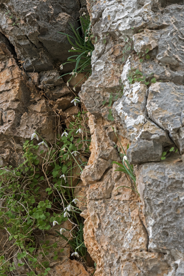 An unusually large cluster of G. peshmenii, growing in soil in a vertical crevice. 12/12/15.