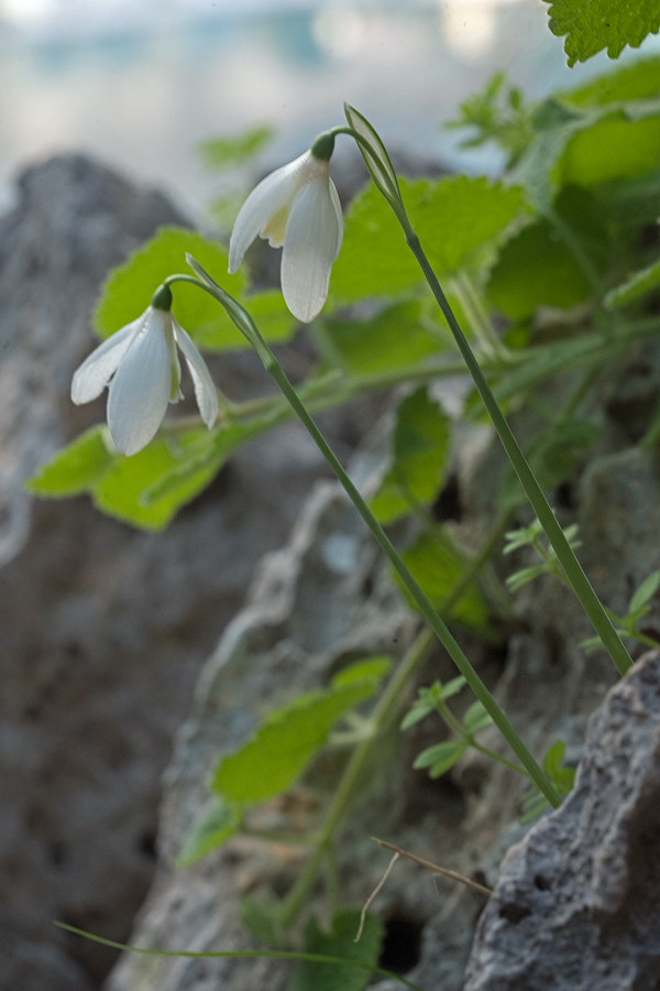 Variation in flower shape and inner segment mark in G. peshmenii. Kastellorizo, 10/12/15.