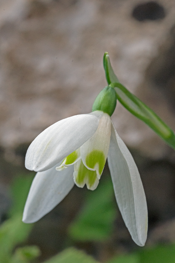 Variation in flower shape and inner segment mark in G. peshmenii. Kastellorizo, 10/12/15.