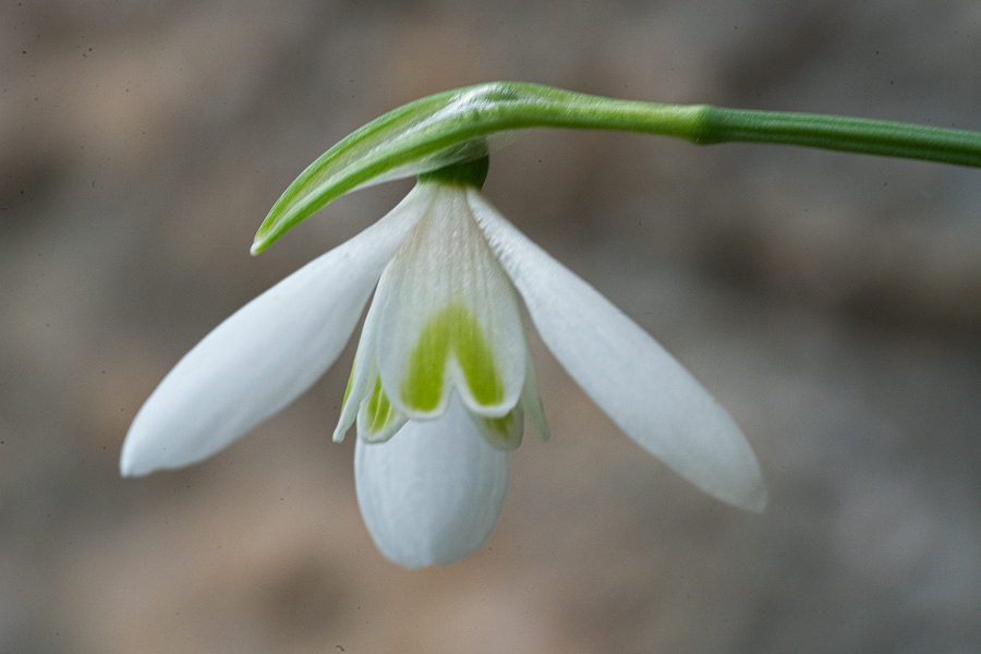 Variation in flower shape and inner segment mark in G. peshmenii. Kastellorizo, 10/12/15.