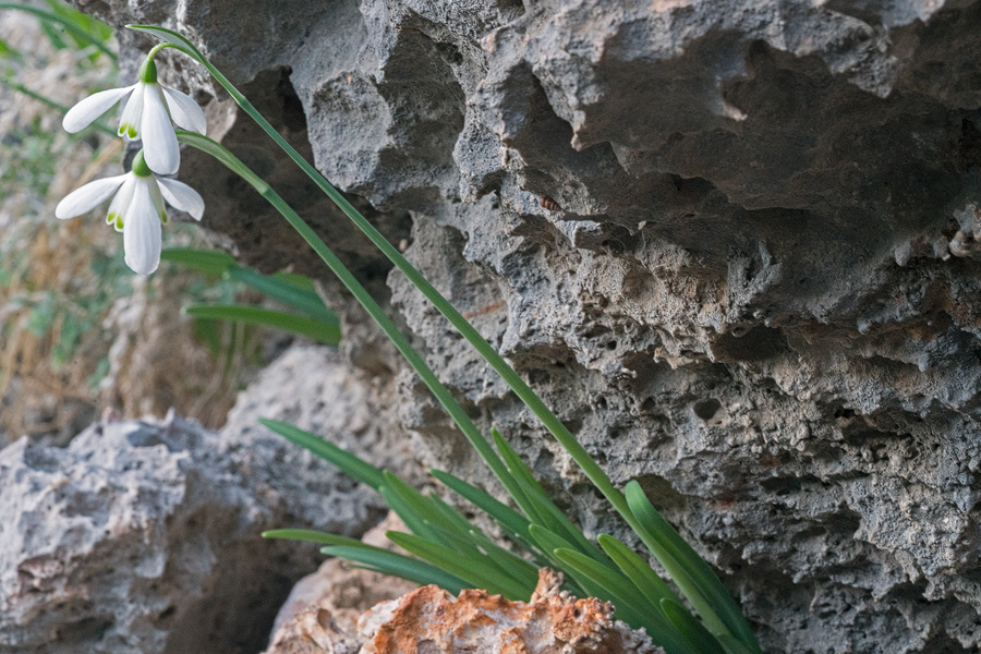 Variation in flower shape and inner segment mark in G. peshmenii. Kastellorizo, 10/12/15.