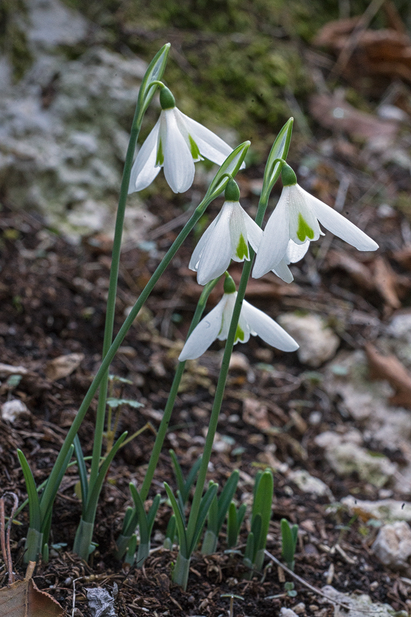 G. peshmenii