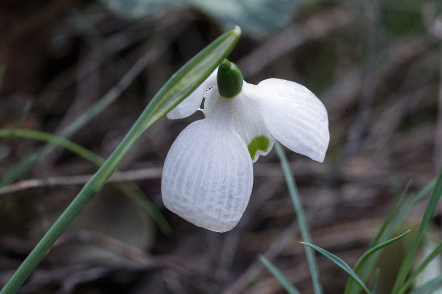 An example of G. peshmenii with rather broad outer segments, illustrating the almost oblong outline of the segments characteristic of this species.