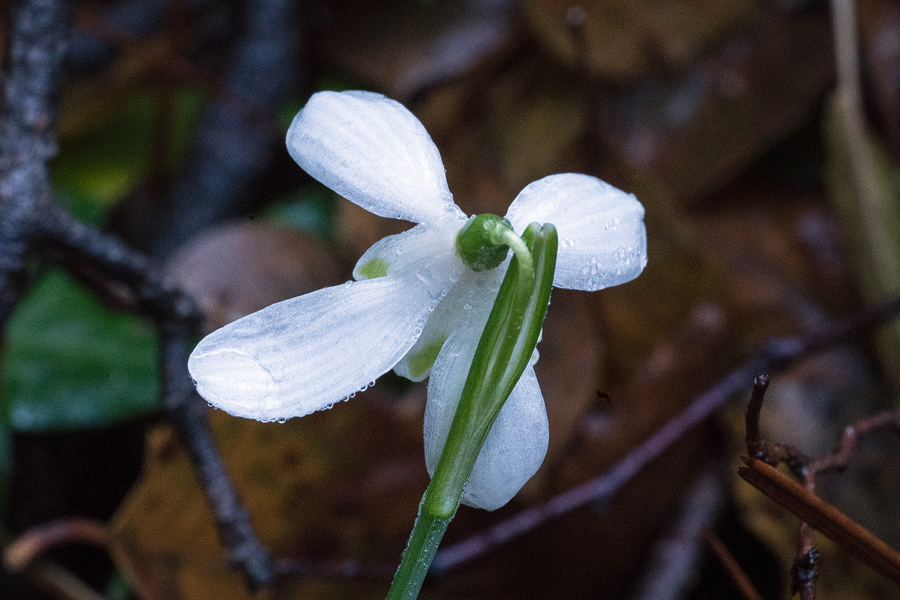 A rare variant of G. peshmenii, with four outer and four inner segments. Kemer, 23/11/15.