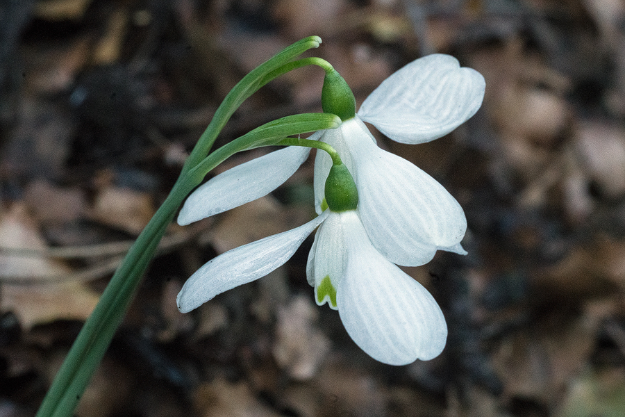 As flowers age, the outer segments reflex and the acute apex gives the impression of a sinus on the outer segments. Kemer, 23/11/15.