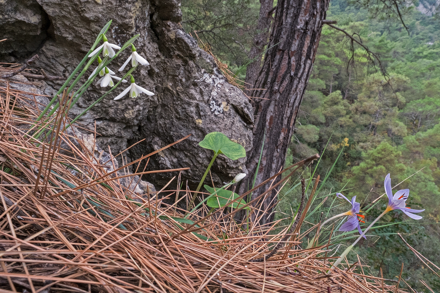 Galanthus peshmenii, flowering with Cyclamen wattiorum. Göynük Canyon, 25/11/15.