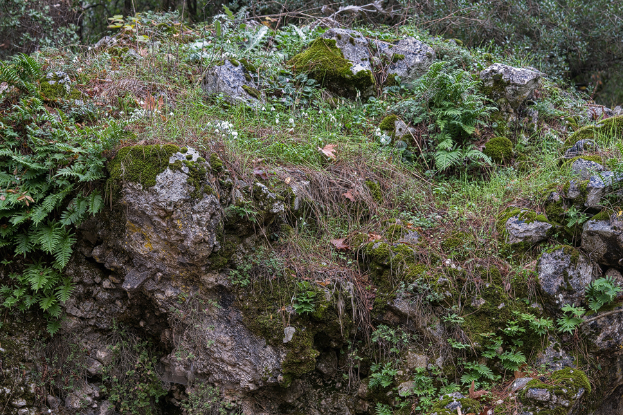 Galanthus peshmenii, grwoing with Polypodium sp. on limestone boulders in a dry streambed. Kemer, 23/11/15.