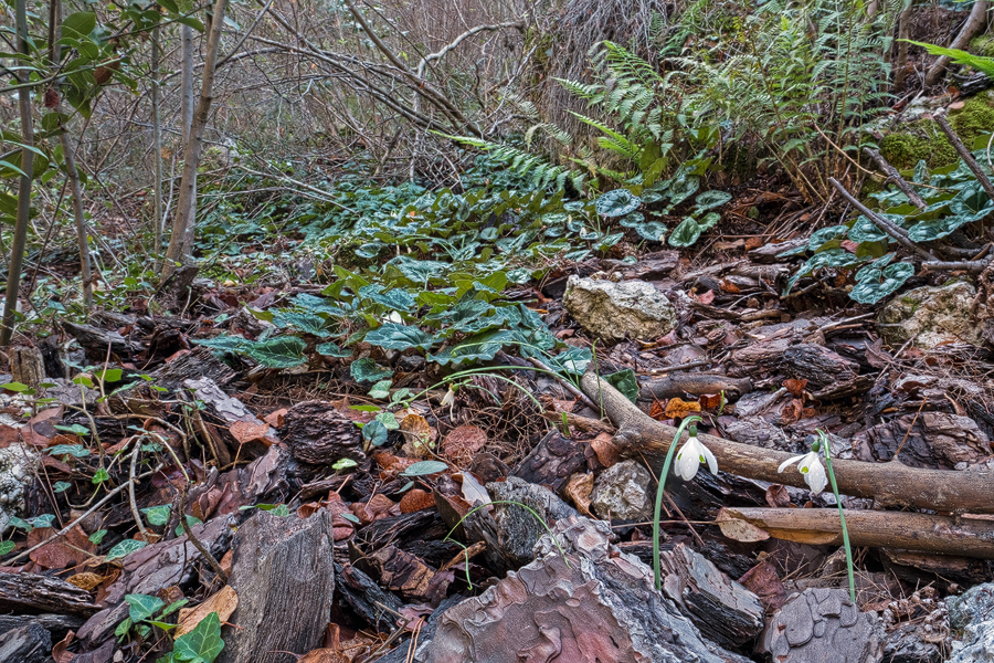 Galanthus peshmenii with Cyclamen maritimum. Kemer, 23/11/15.