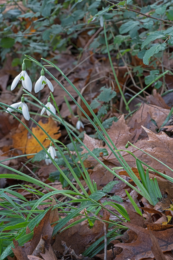 G. reginae-olgae, SW Albania, 30/11/15. Note tall scapes (c.25 cm in this case), green leaves and slender flowers.