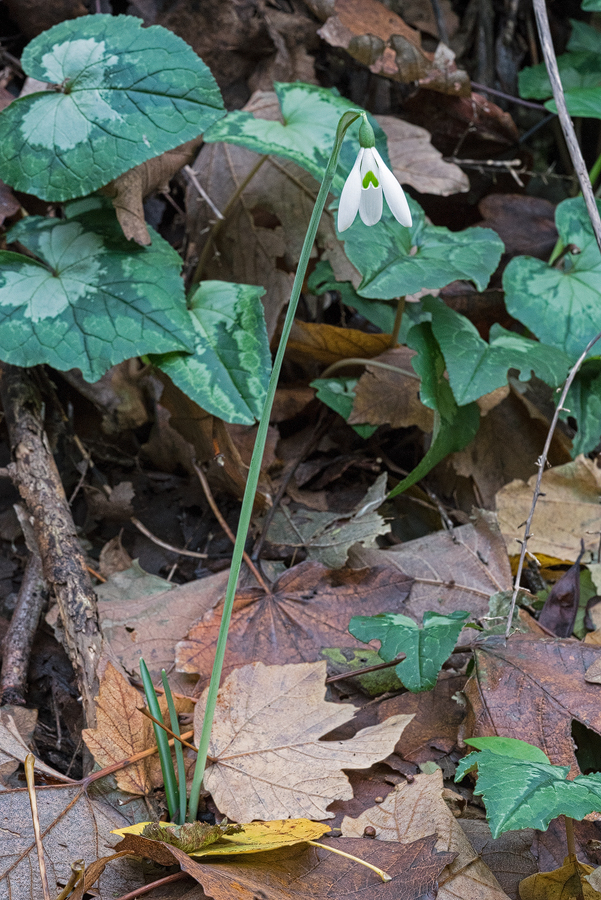 Most plants occurred as single bulbs, with larger clumps uncommon.