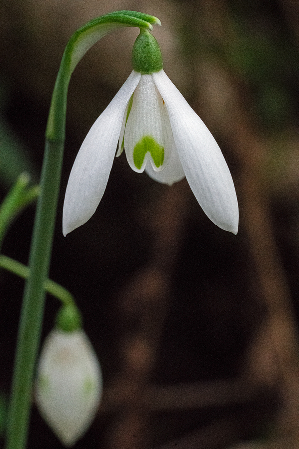 Variation in flower shape and inner segment markings in Galanthus reginae-olgae. Bistrica River, 30/11/15.