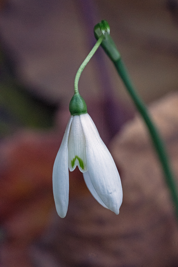 Variation in flower shape and inner segment markings in Galanthus reginae-olgae. Bistrica River, 30/11/15.