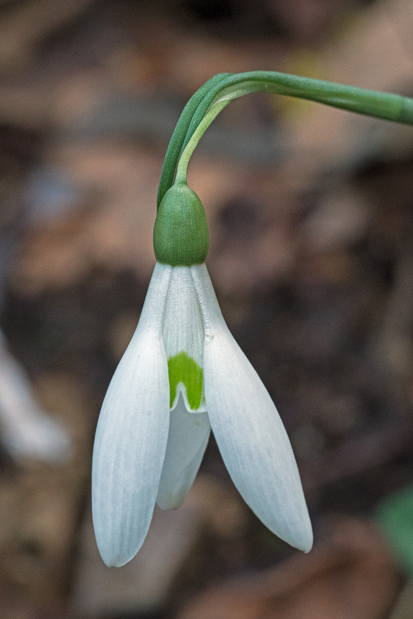 Variation in flower shape and inner segment markings in Galanthus reginae-olgae. Bistrica River, 30/11/15.