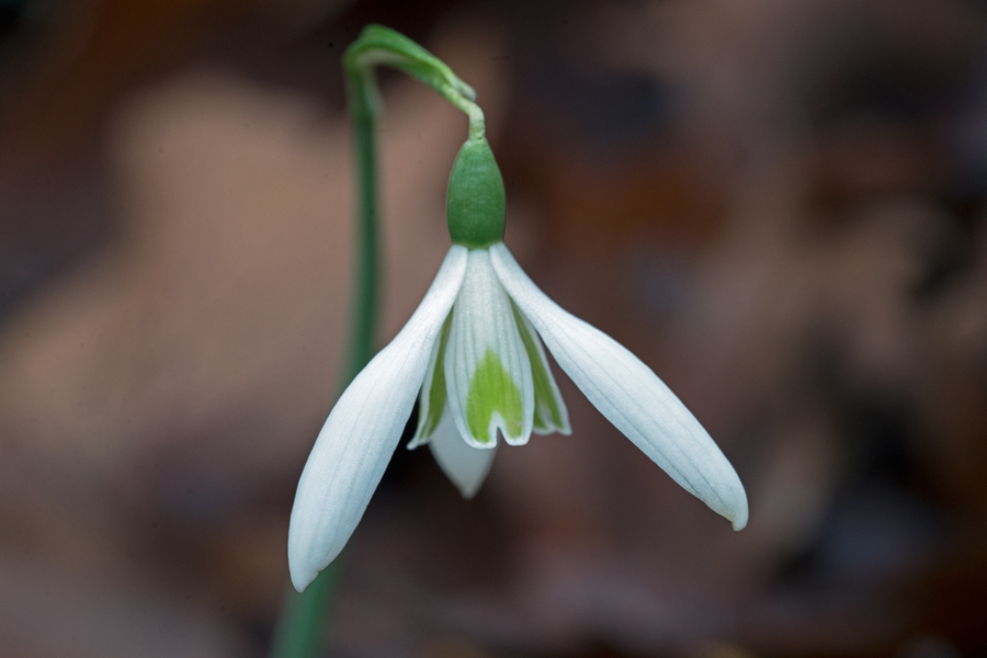 Variation in flower shape and inner segment markings in Galanthus reginae-olgae. Bistrica River, 30/11/15.