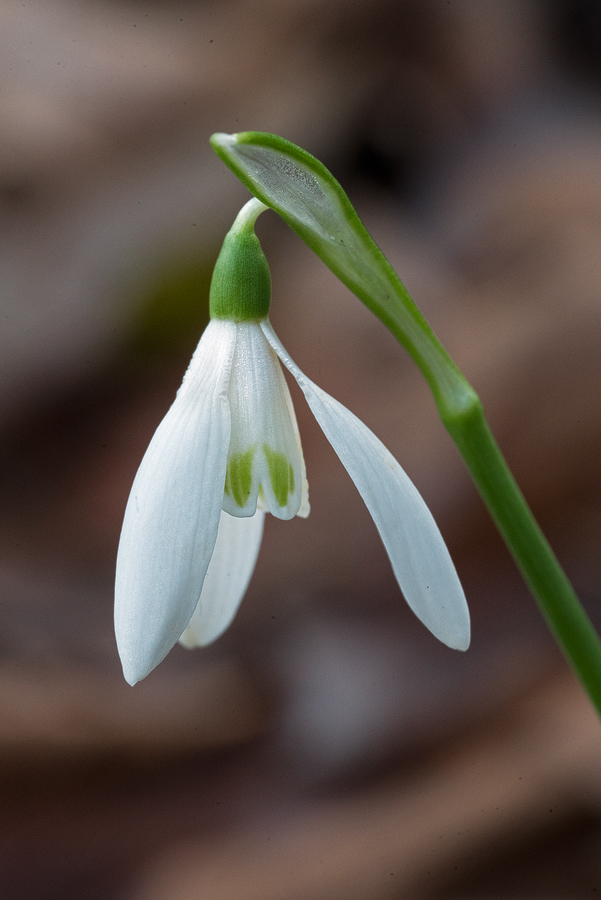 Variation in flower shape and inner segment markings in Galanthus reginae-olgae. Bistrica River, 30/11/15.