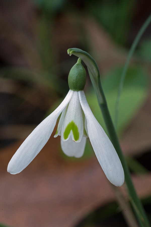 Variation in flower shape and inner segment markings in Galanthus reginae-olgae. Bistrica River, 30/11/15.