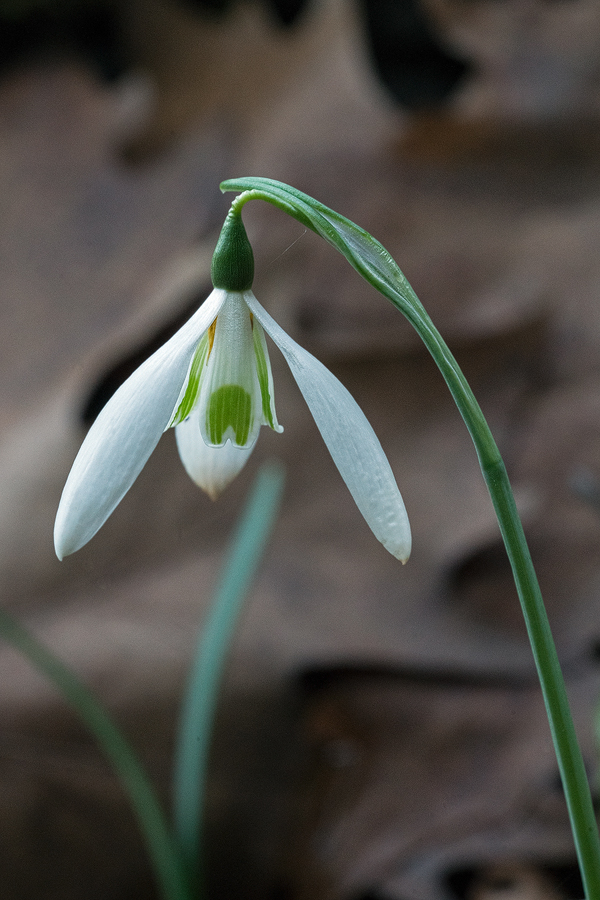 Variation in flower shape and inner segment markings in Galanthus reginae-olgae. Bistrica River, 30/11/15.