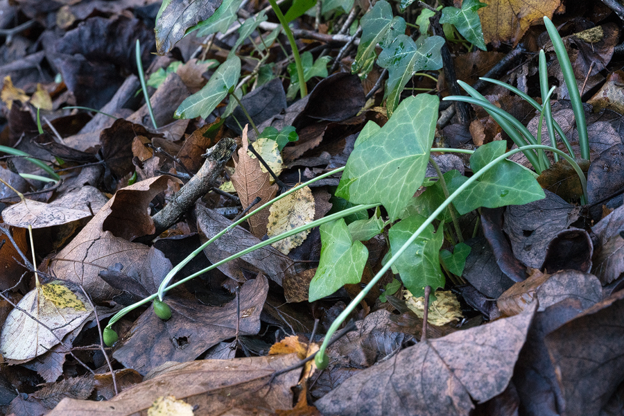 Well developed leaves on Galanthus reginae-olgae that has finished flowering. Bistrica River, 30/11/15.