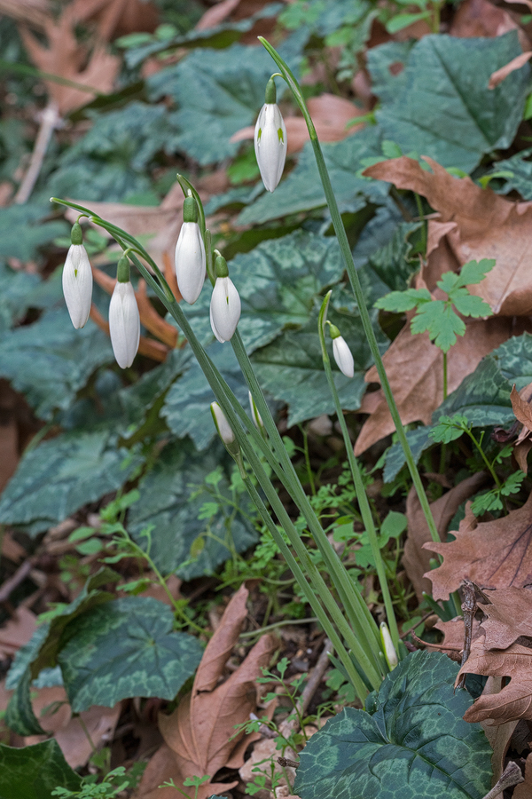 An unusually large clump of Galanthus reginae-olgae, illustrating the long lightbulb-shaped flowers typical of this species. Bistrica River, 30/11/15.