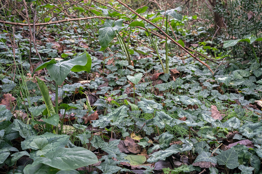Galanthus reginae-olgae habitat. Bistrica River, 30/11/15.