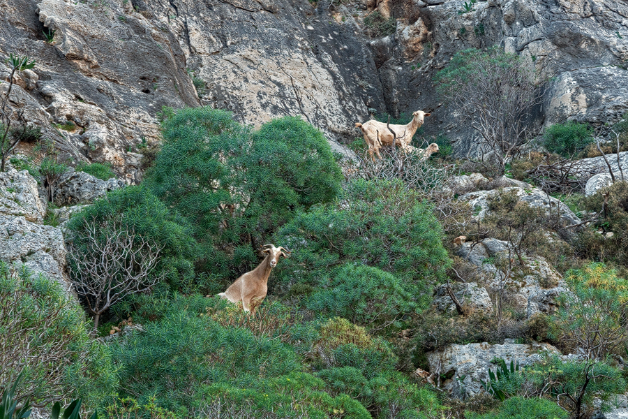 The main agent of natural selection on Kastellorizo.