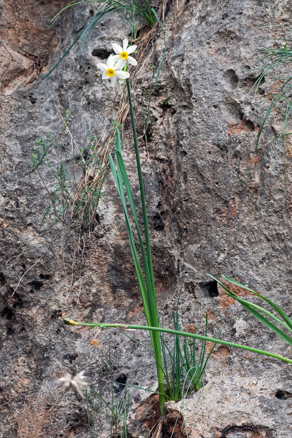 Narcissus tazetta had almost finished flowering on 12/12/15.
