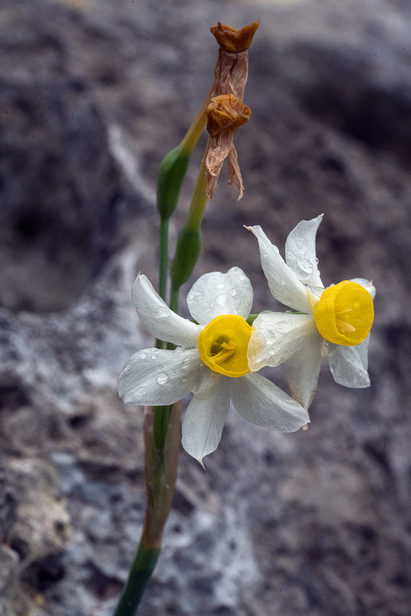 Autumn-flowering Narcissus tazetta. Kekova, 26/11/15.