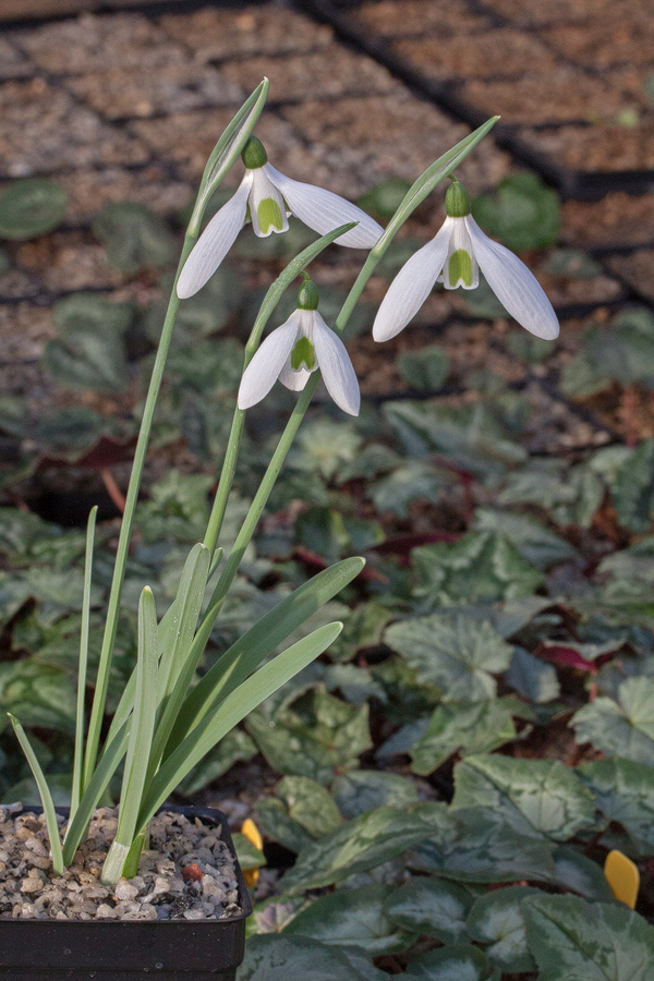 Ole Sønderhousen's collection of G. cilicicus, flowering in the NE USA in early December. Photo courtesy of John Lonsdale.