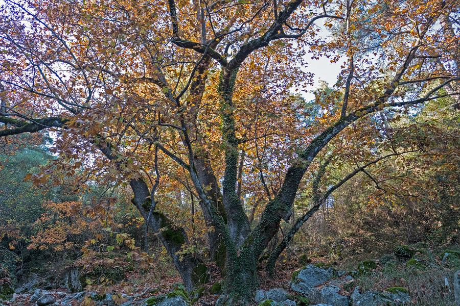 Plane tree, more than 3m in diameter at the base, in dry river bed. Kemer, 23/11/15.