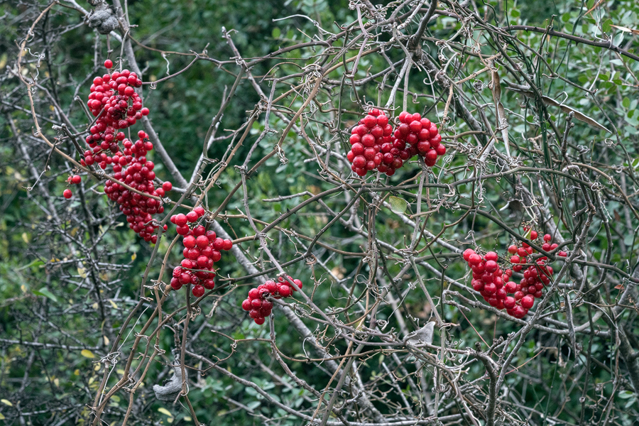 Smilax aspera - known in the Mitchell vernacular as 'that bastard plant'.