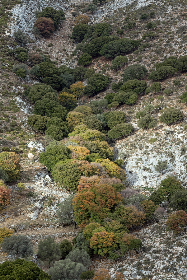 Autumn colour on Acer monspessulanum in a south-facing gulley on Mount Zas, Naxos, 4/1/16.