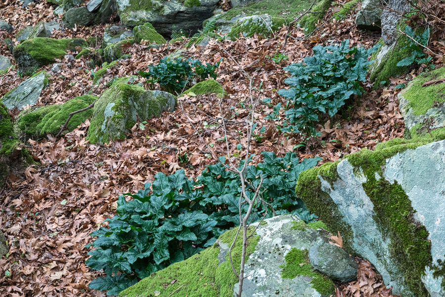 Arum concinnatum, Arnas, Andros, 30/12/15.