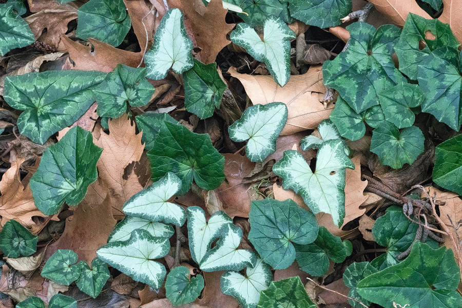 Cyclamen hederifolium, Therma, Samothraki, 18/1/16.
