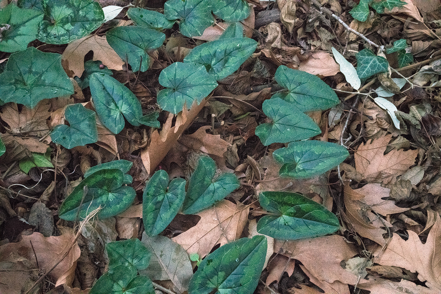 Cyclamen hederifolium, Therma, Samothraki, 18/1/16.