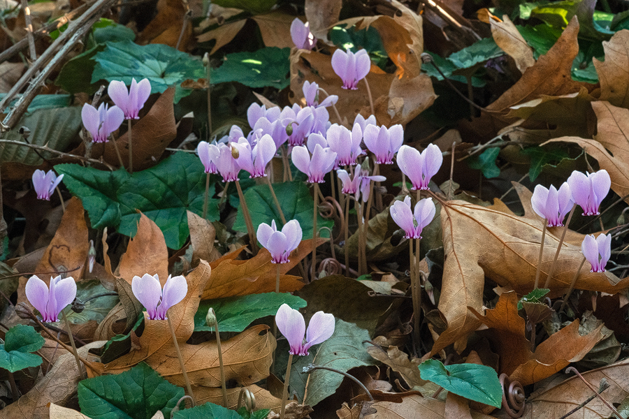 Cyclamen hederifolium var. crassifolium. Flowering Arnas, Andros, 29/12/15.