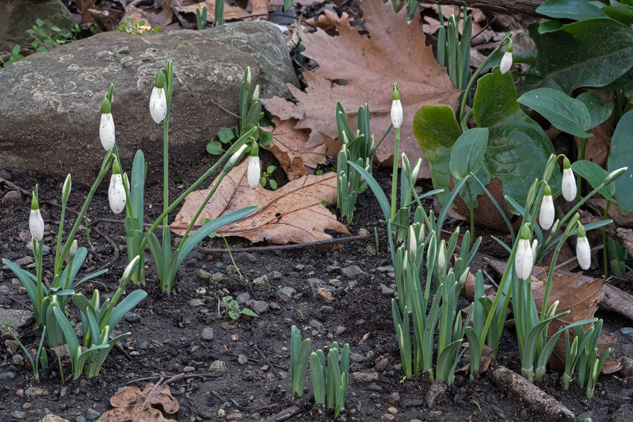 Galanthus samothracicus, just starting to flower, Xiropotamos River, Samothraki, 19/1/16.