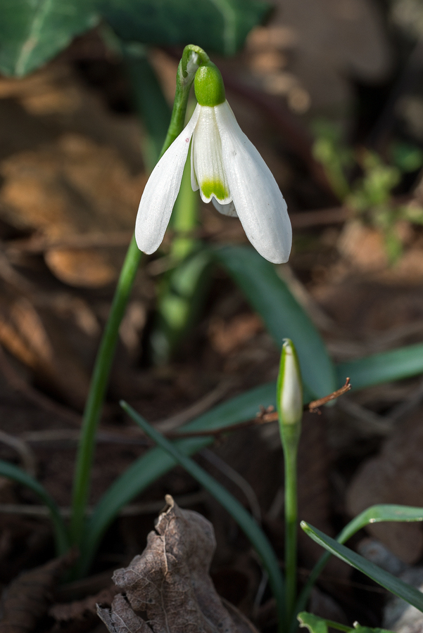 Typical inner segment marking. Galanthus samothracicus, near Ano Meria, Samothraki, 20/1/16.