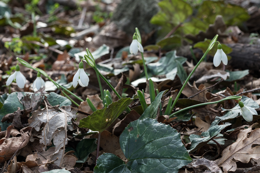 Galanthus samothracicus, flowering near Ano Meria, Samothraki, 20/1/16.