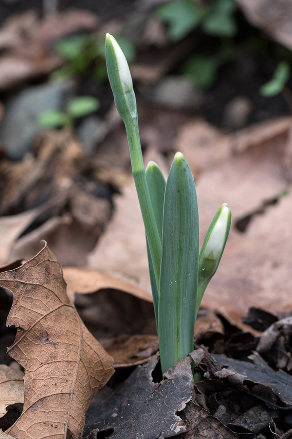 Slight longitudinal grooves on abaxialleaf surfaces. Blue-glaucous leaves of Galanthus samothracicus, Xiropotamos River, Samothraki, 19/1/16.