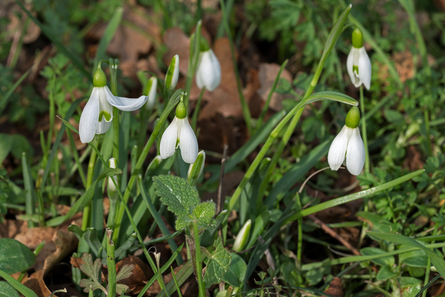 Reflexed outer segment. Galanthus samothracicus, near Ano Meria, Samothraki, 20/1/16.