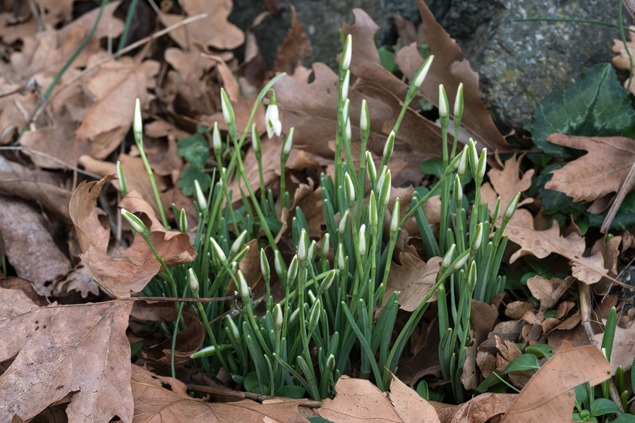 Galanthus samothracicus, near Ano Meria, Samothraki, 19/1/16.