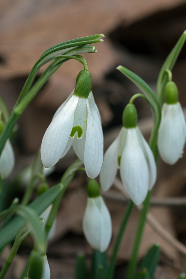 Galanthus samothracicus, near Ano Meria, Samothraki, 19/1/16.