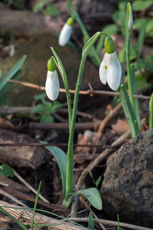 Twin scapes. Note also glaucous surface abrasion. Galanthus samothracicus, near Ano Meria, Samothraki, 19/1/16.