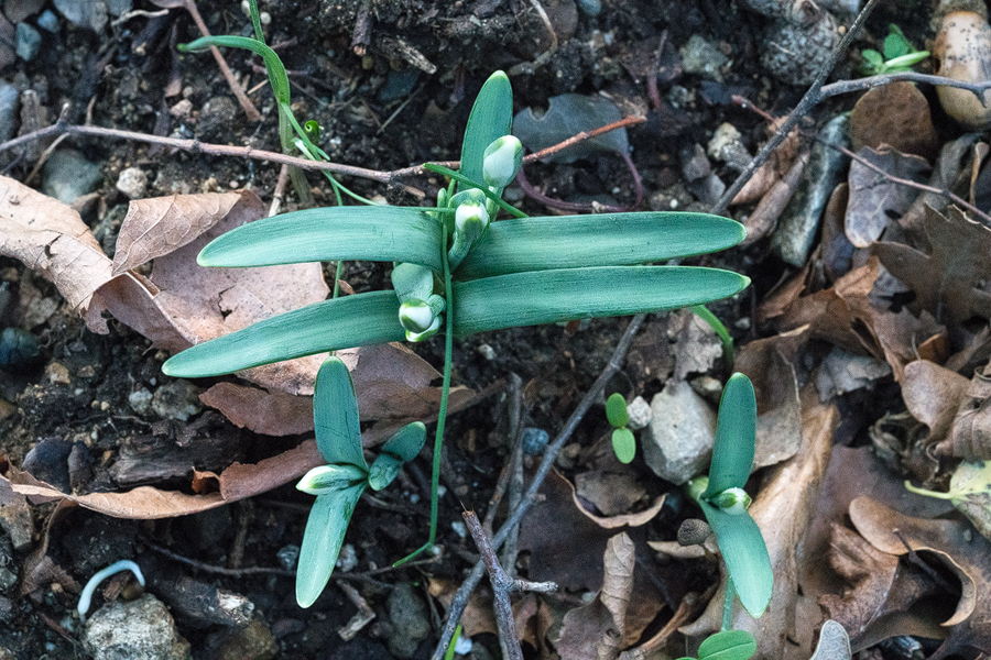 Blue-glaucous leaves of Galanthus samothracicus, near Ano Meria, Samothraki, 19/1/16.