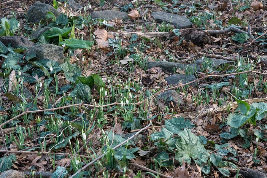 A large population of Galanthus samothracicus just starting to flower near Ano Meria, Samothraki, 20/1/16.